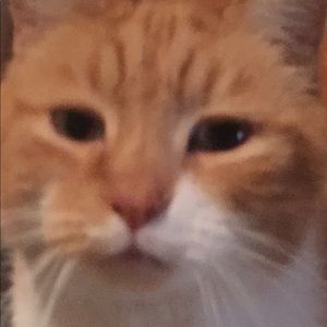 Meet your Posher, Caitlyn